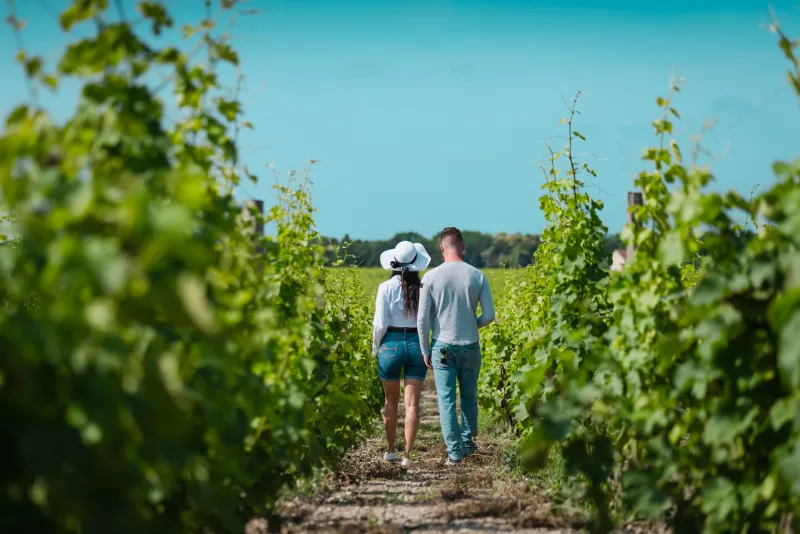 Balade dans le vignoble