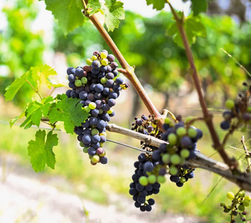 Découvrir un autre vignoble que Médoc ou Saint-Émilion